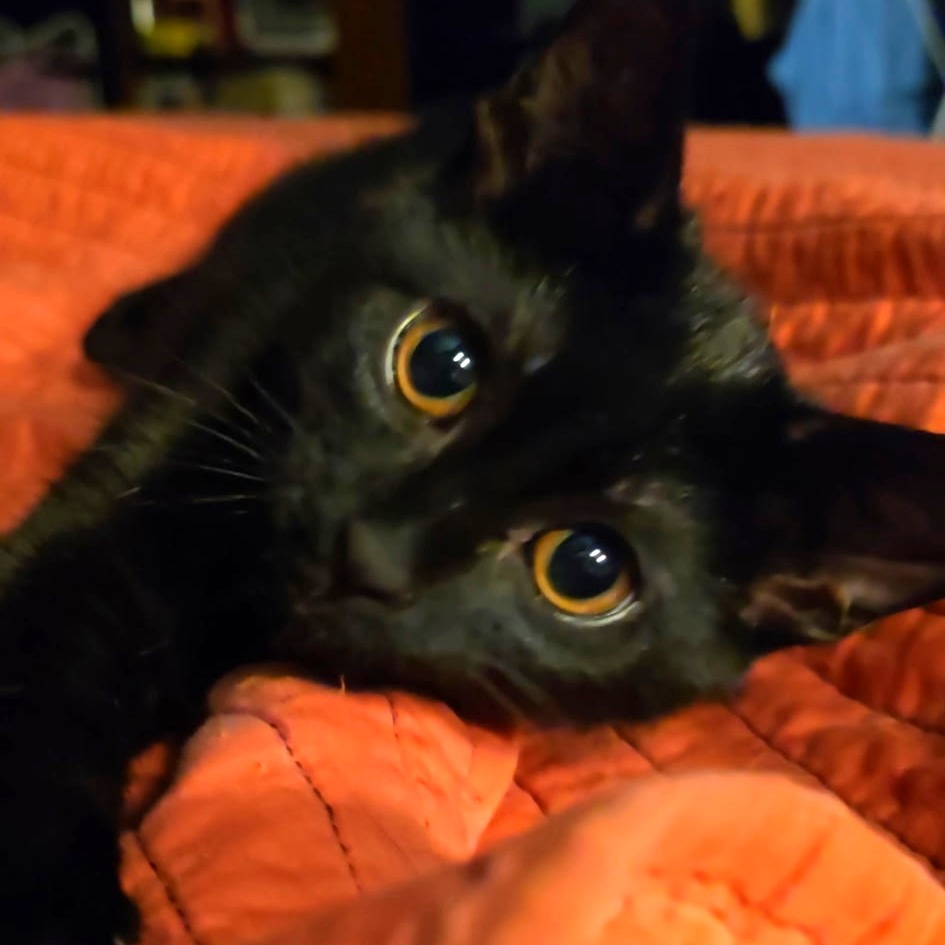 ACE - Domestic Shorthair available for adoption