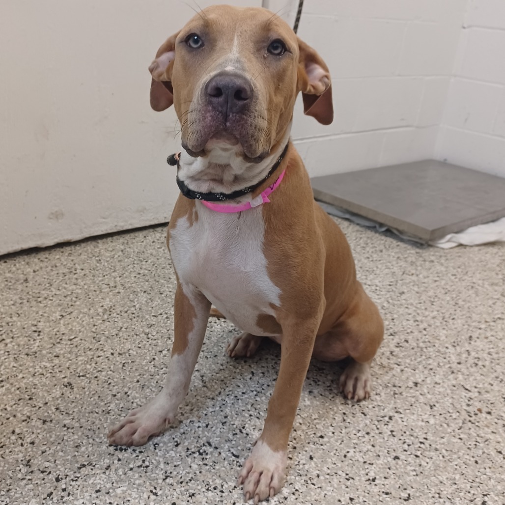 DARLING - Terrier, American Staffordshire / Mix available for adoption