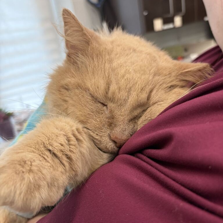 BUTTER - Domestic Longhair available for adoption