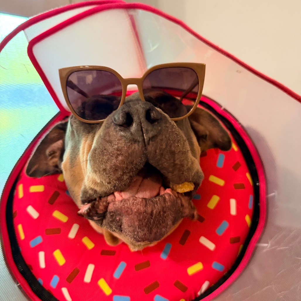 Princess Donut the Queen Anne Chonk, photo 11