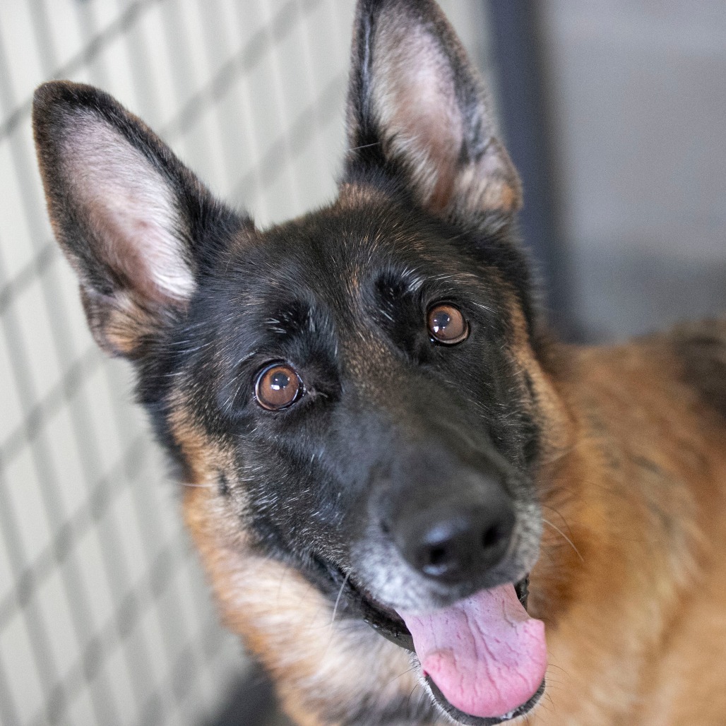 STEVIE (AG26-259) - Shepherd / German available for adoption
