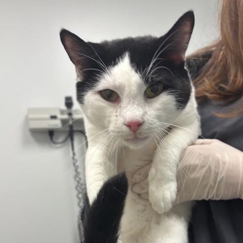 MARK - Domestic Shorthair available for adoption