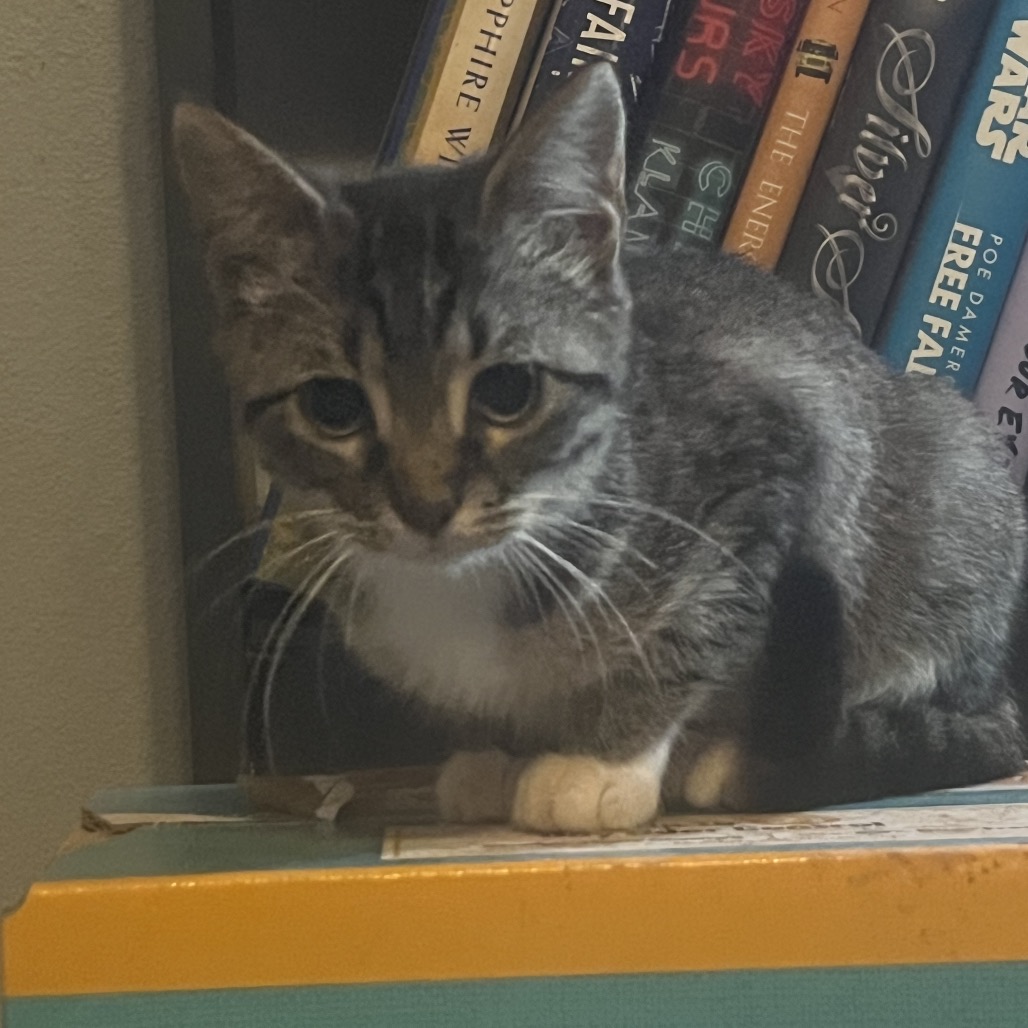 Nala, available for adoption at PVAS
