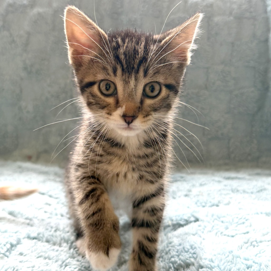 Pip
