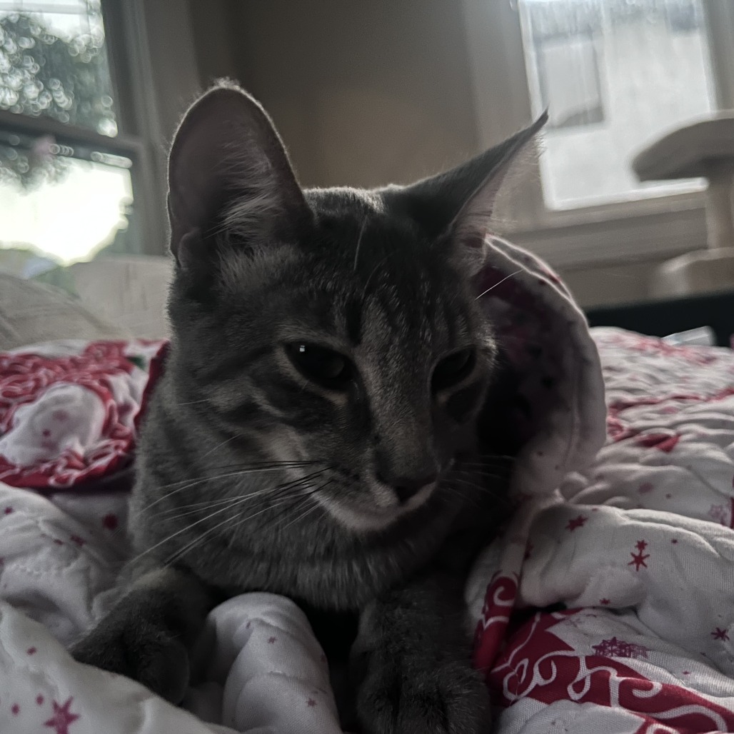 Tzatziki, photo 23