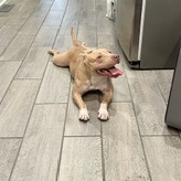 EASY PEASY - Terrier / American Pit Bull available for adoption