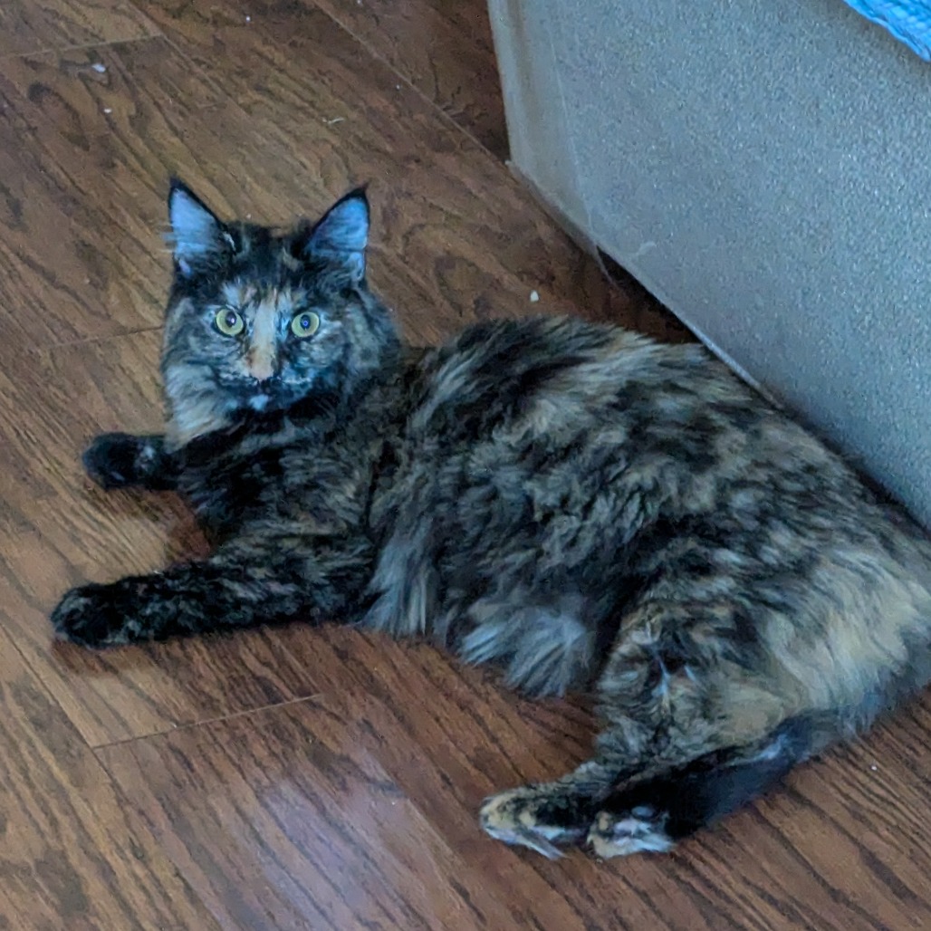 Daphne, photo 10