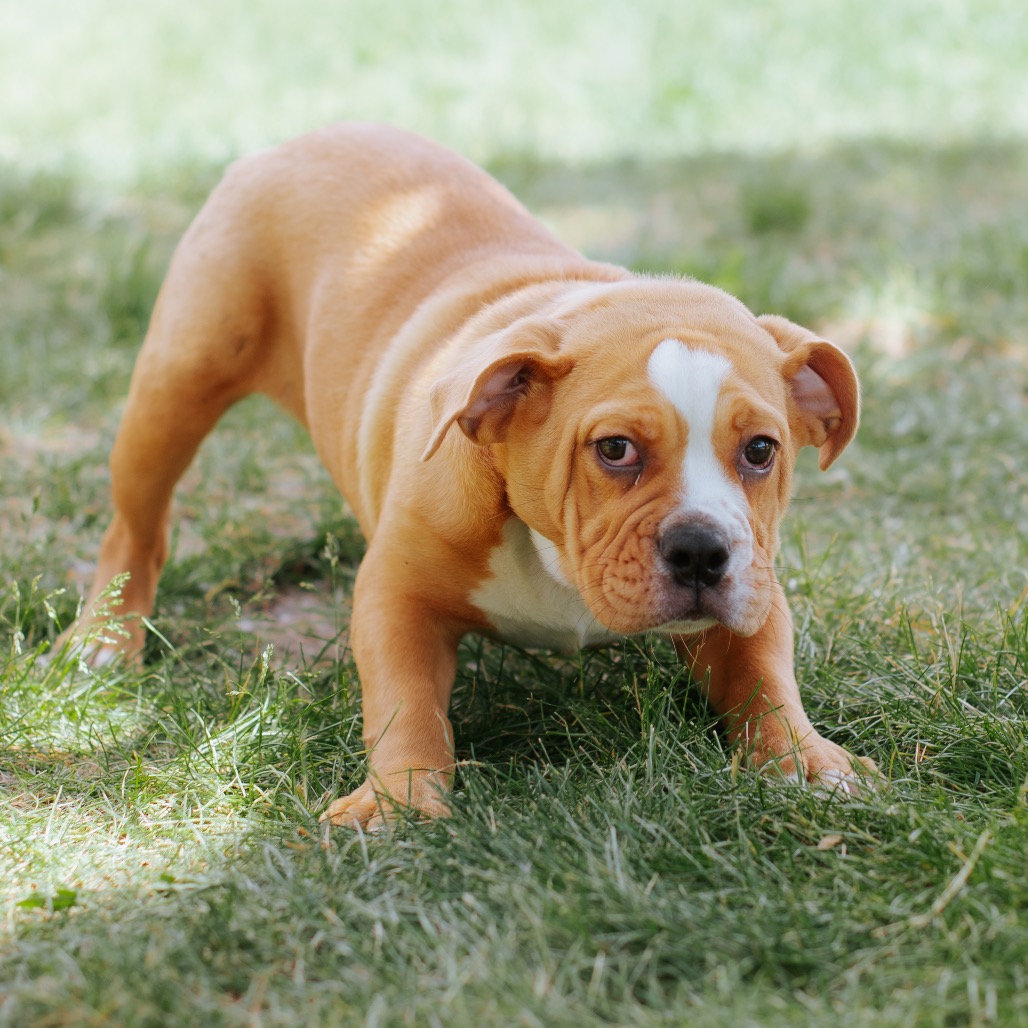 Bulldog