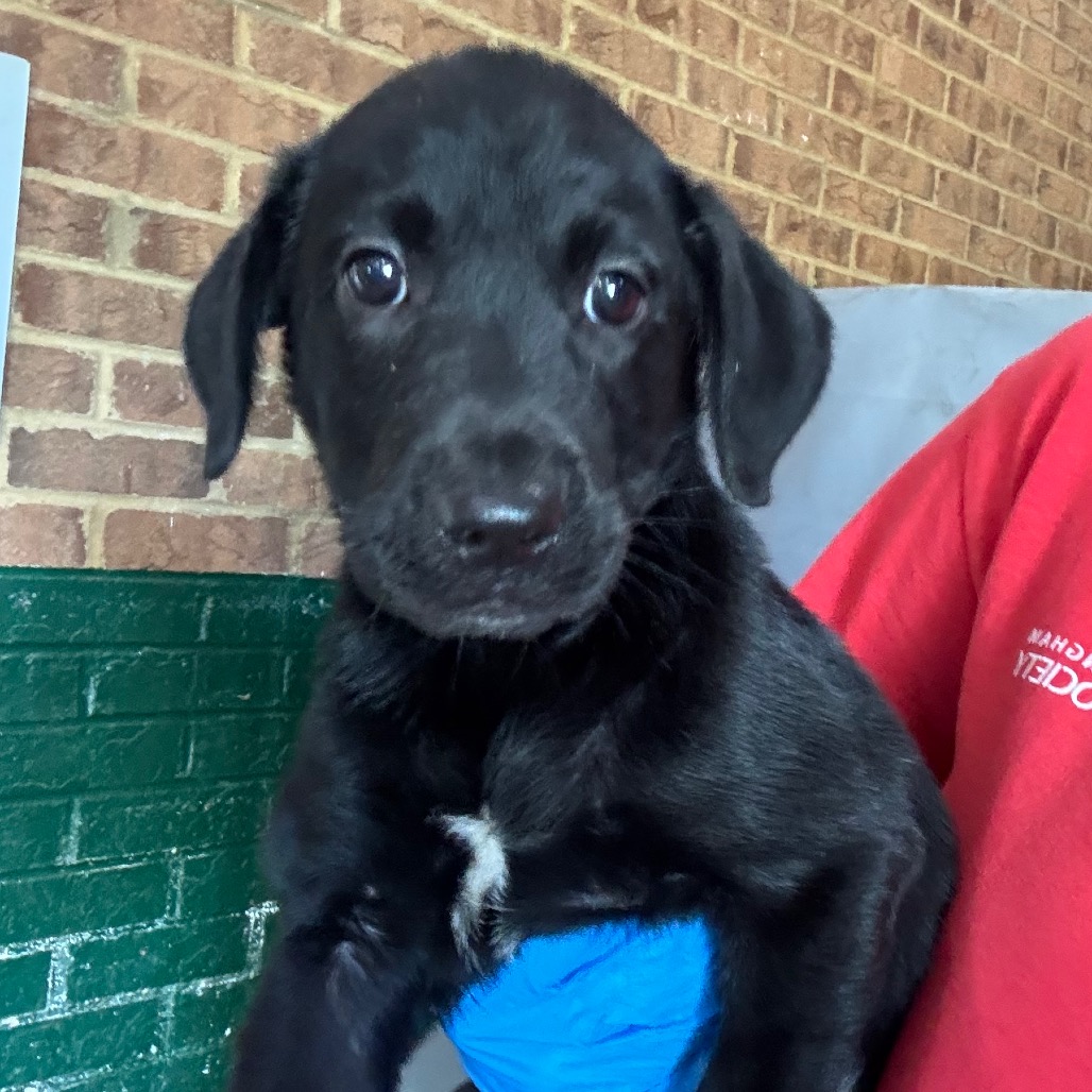 Jazzy