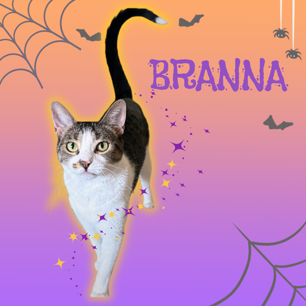 BRANNA - Domestic Shorthair available for adoption