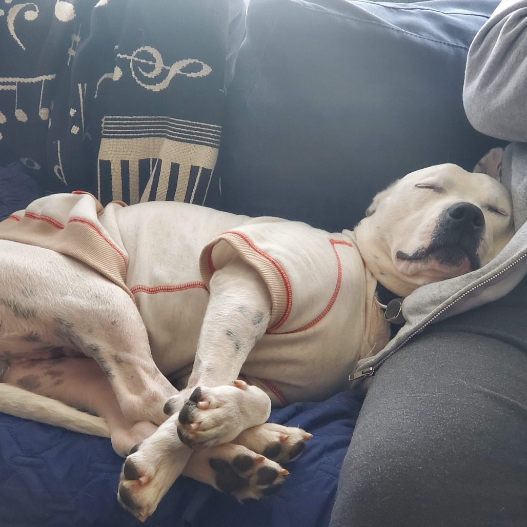 Chadwick — thumbnail 2