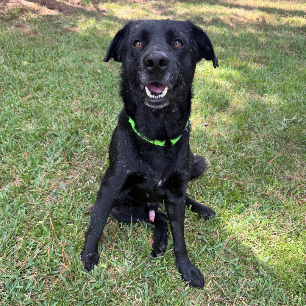 Licorice, photo 16