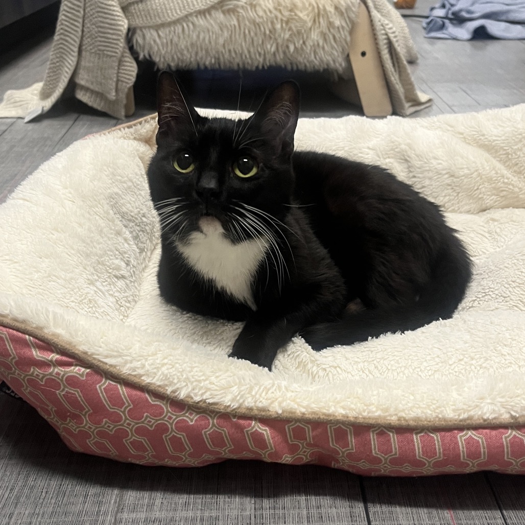 Lucy (bonded w/ Franklin)