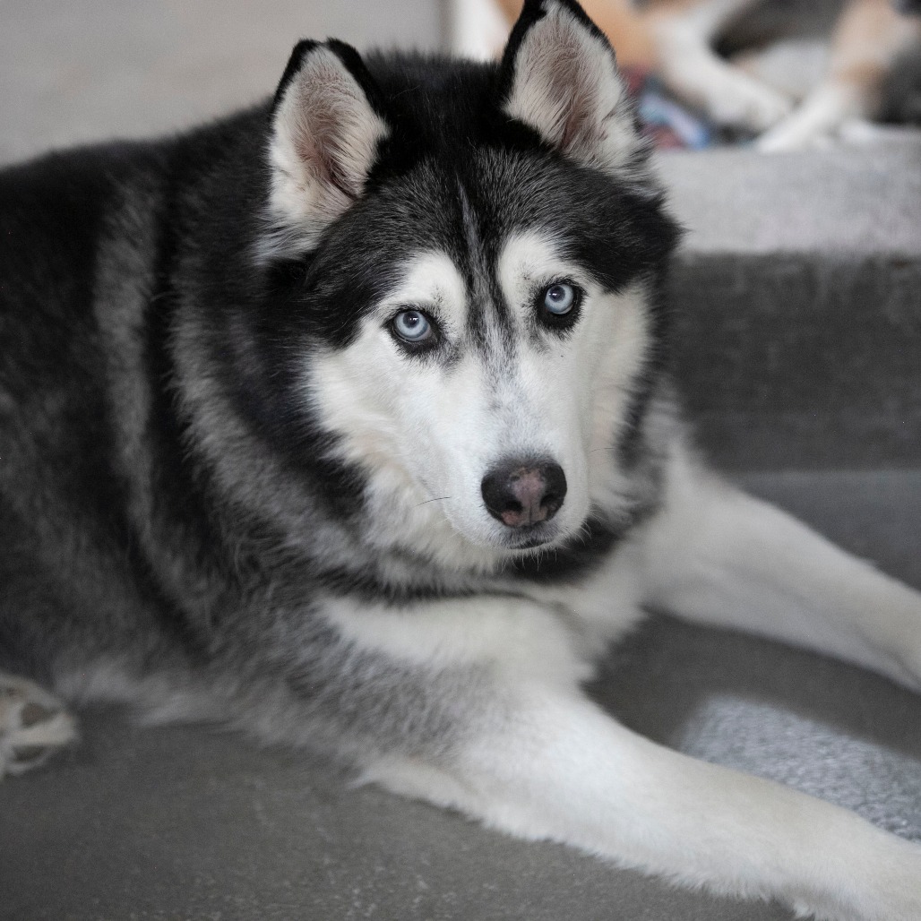 Oliver (F26-09), photo 4