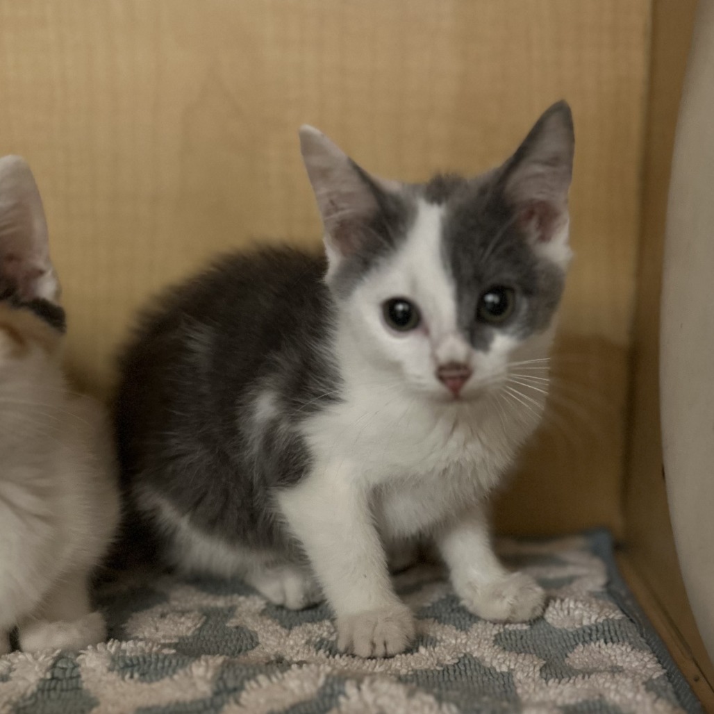 FLASH - Domestic Shorthair available for adoption