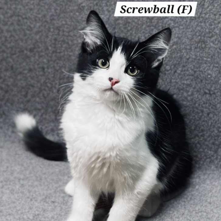 SCREWBALL - Domestic Shorthair for adoption in Aurora