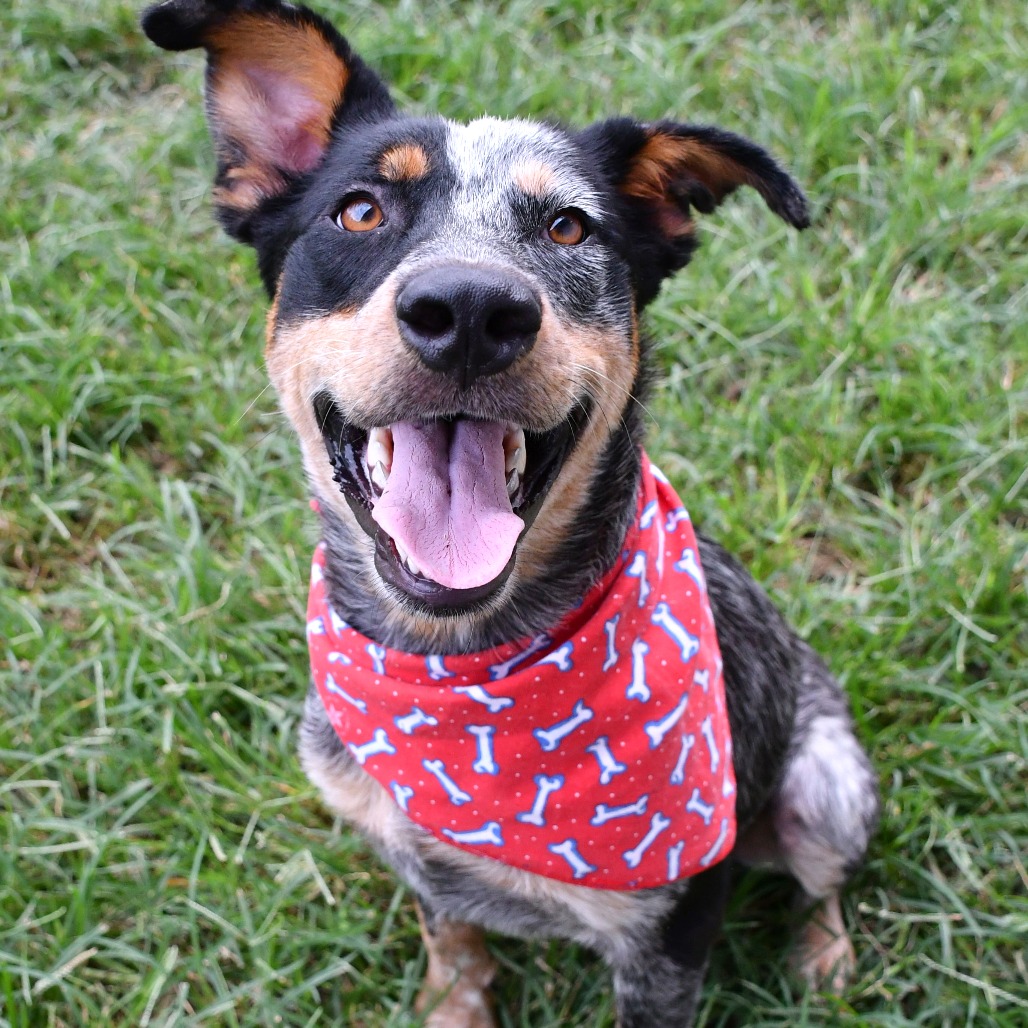 GRIFFIN - American Blue Heeler available for adoption