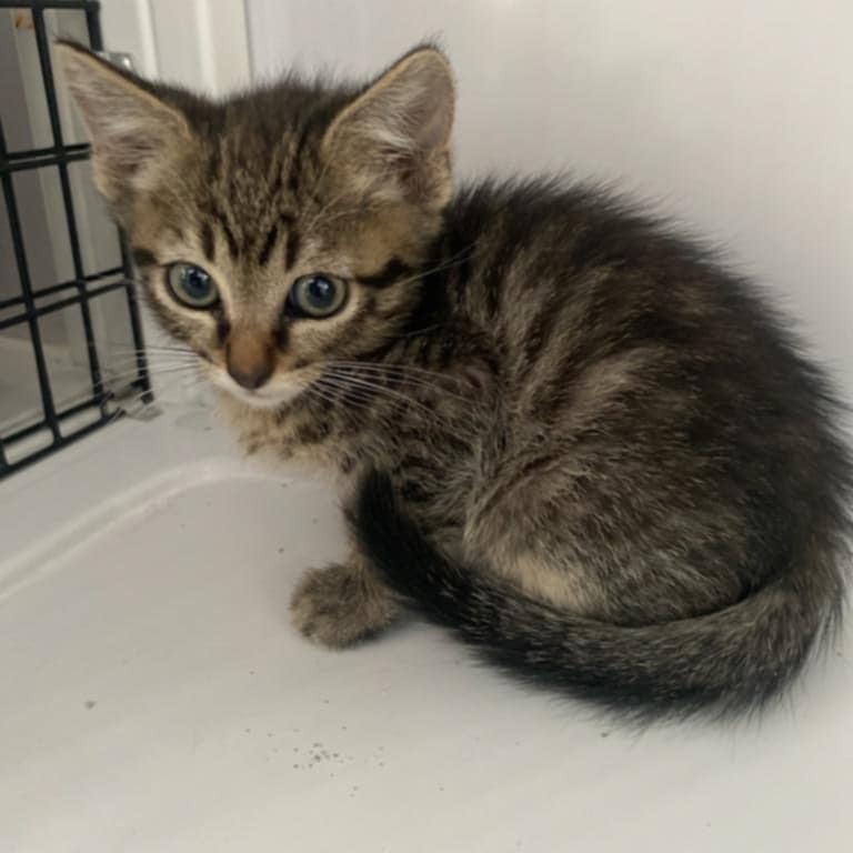 ELLIE - Domestic Shorthair available for adoption
