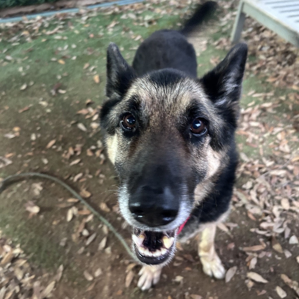 Tomato Soup — thumbnail 6