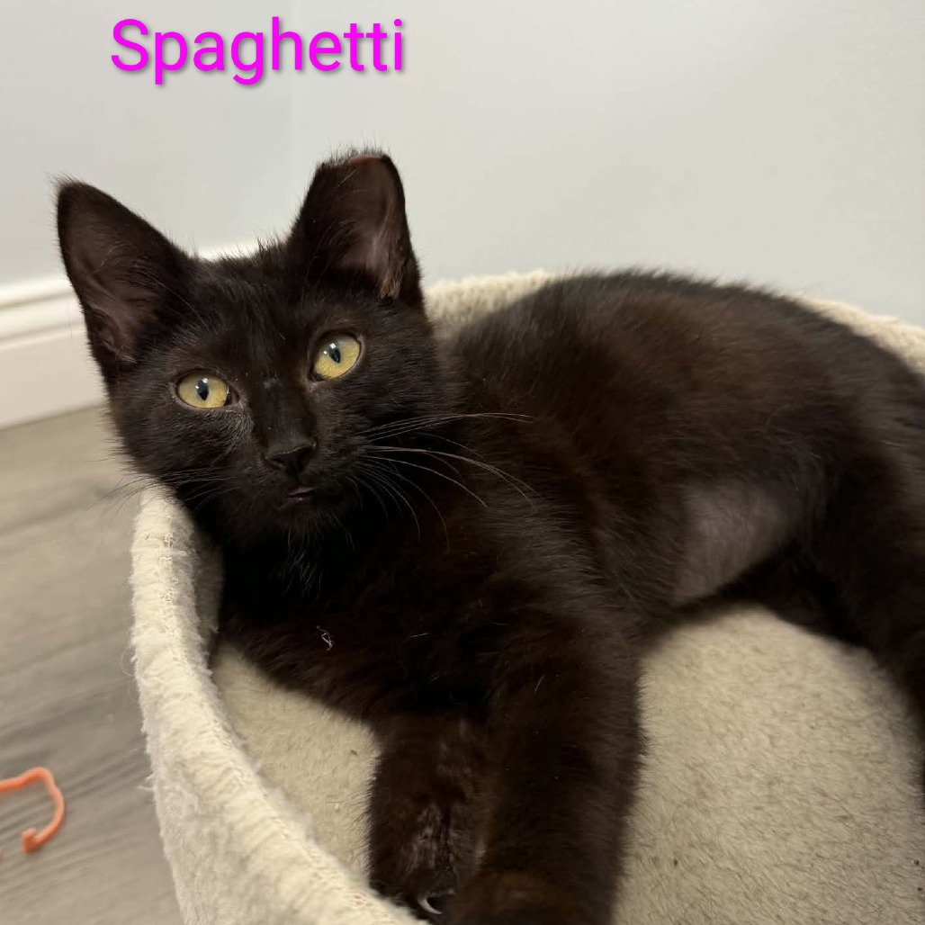 Spaghetti goes great with Meatball, an adoptable cat