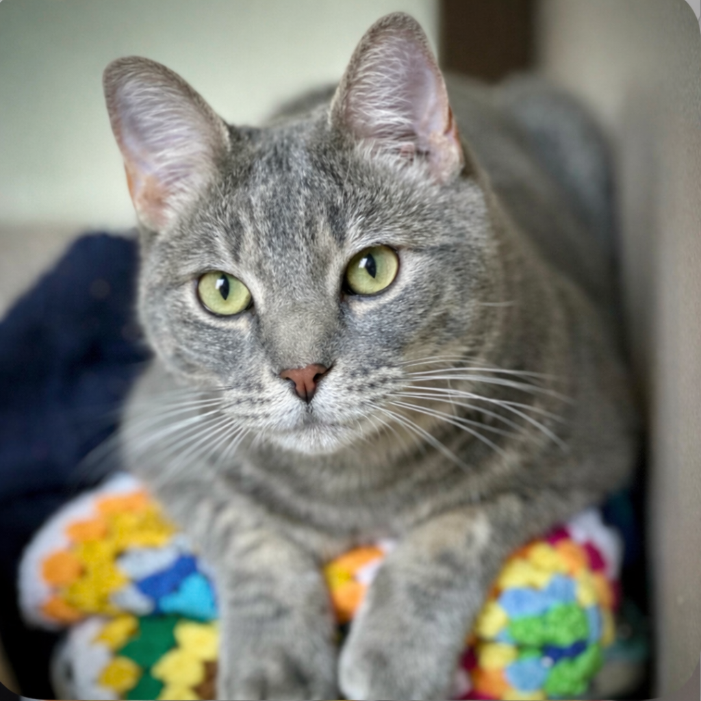 Benjamin Bunny photo