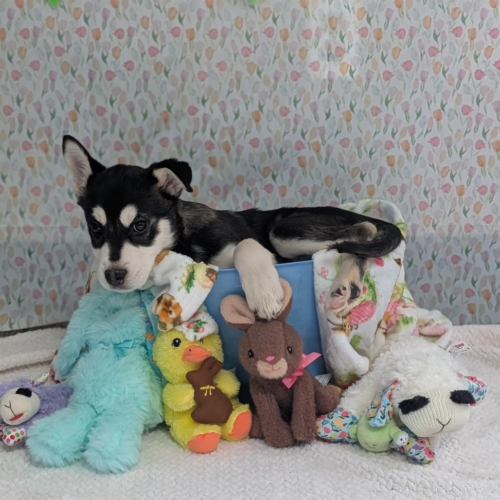 Moguls — thumbnail 2