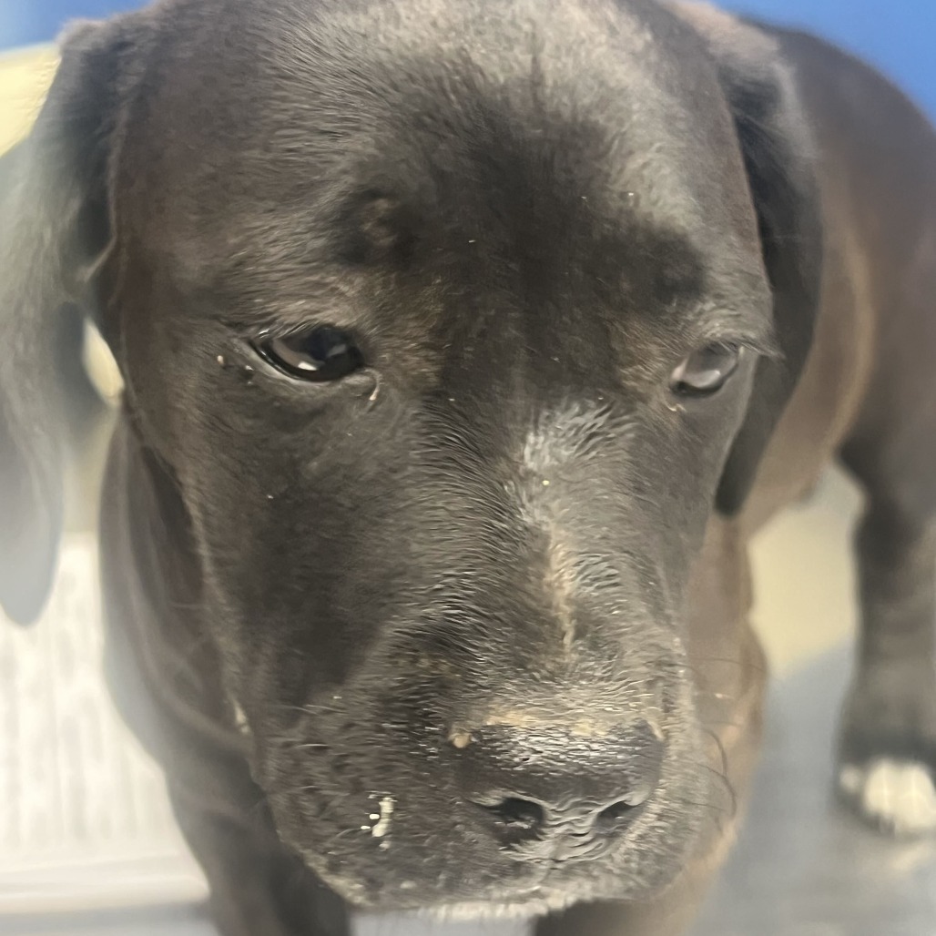 BONGO - Retriever, Black Labrador / Terrier available for adoption