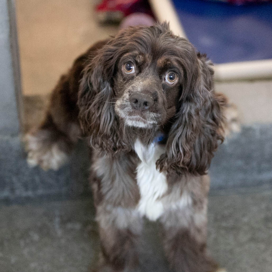 COOPER (OT26-36) - Spaniel / Cocker available for adoption