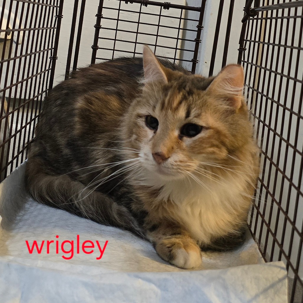 WRIGLEY - Domestic Longhair available for adoption
