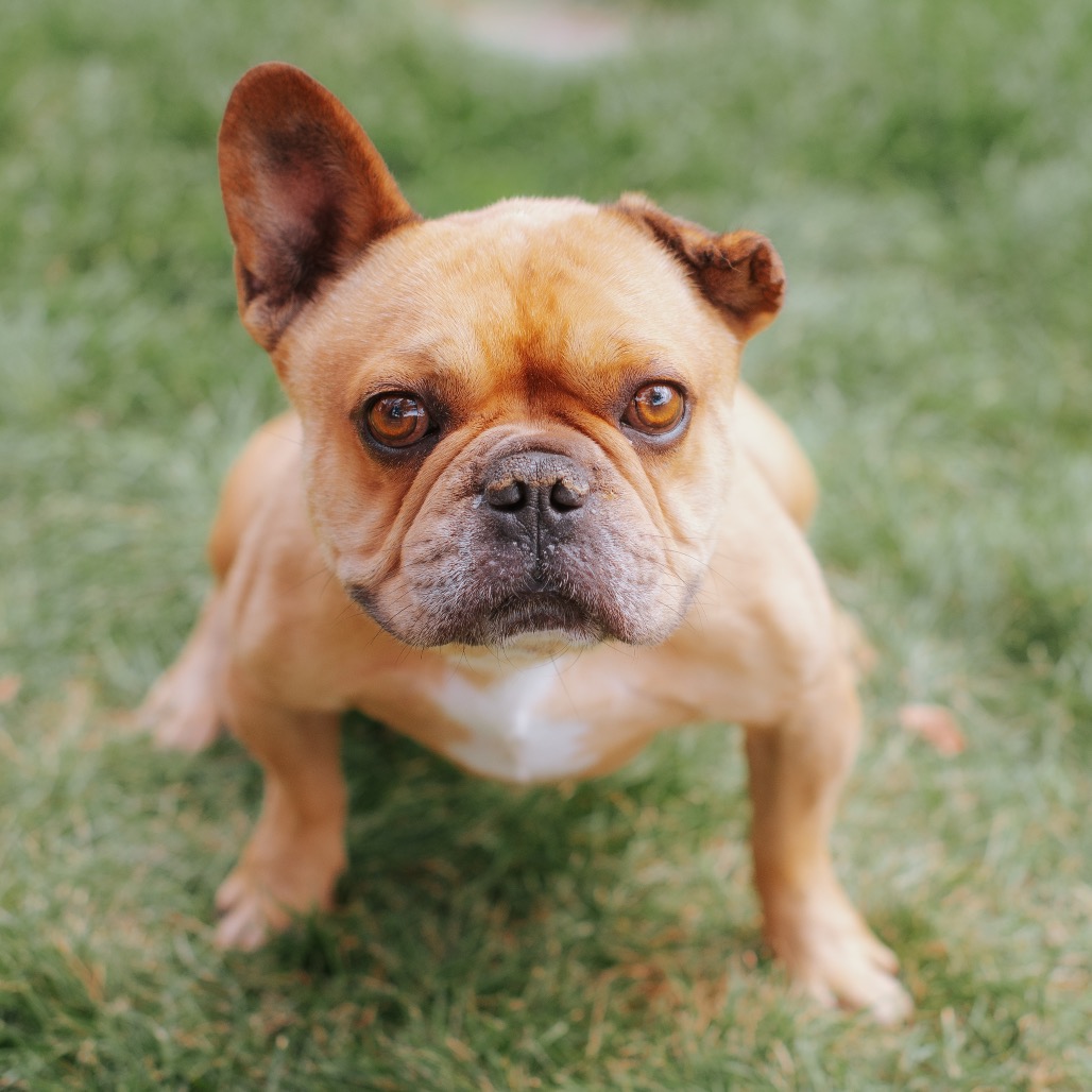 French Bulldog