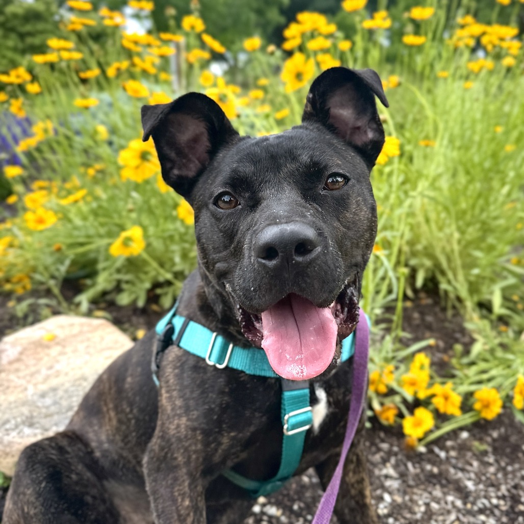 MOCHI - Mixed Breed (Medium) available for adoption