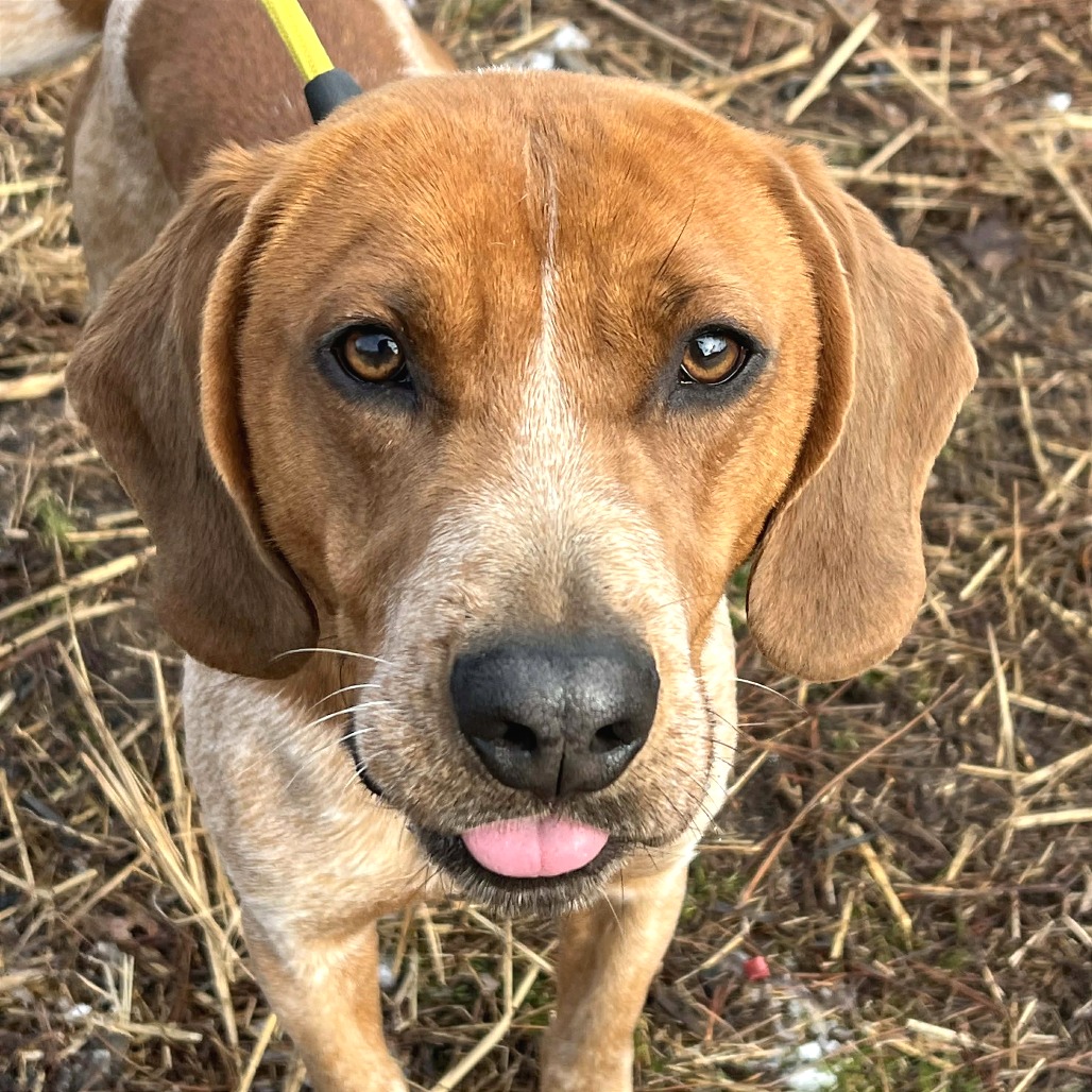 Yoda — thumbnail 5