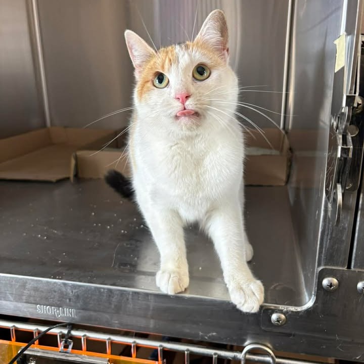 CHATTY CAT - Domestic Shorthair available for adoption