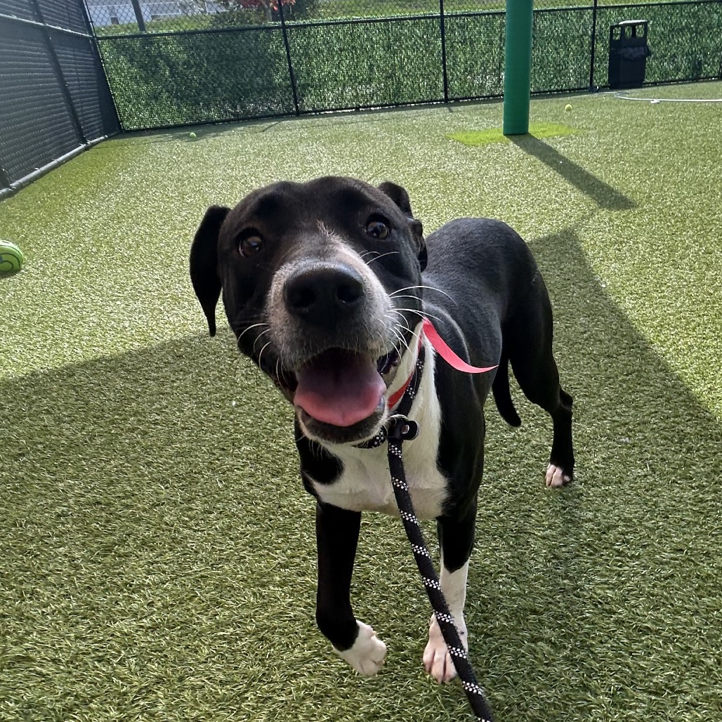 STAR - Mixed Breed (Medium) available for adoption