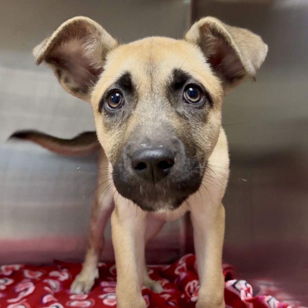 Kerry K 3 is available for adoption at Franklin County Humane Society ...