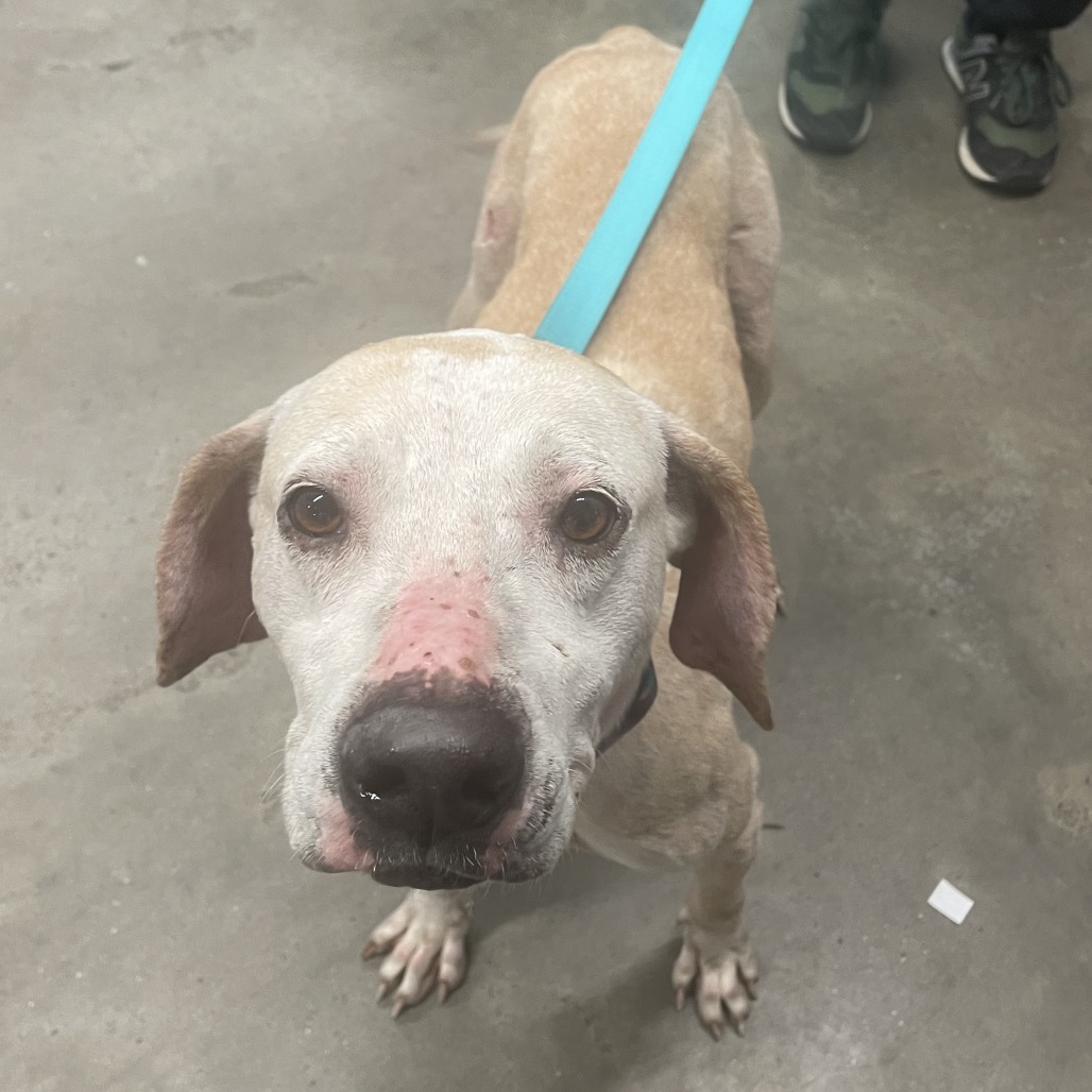 Bessie — thumbnail 2