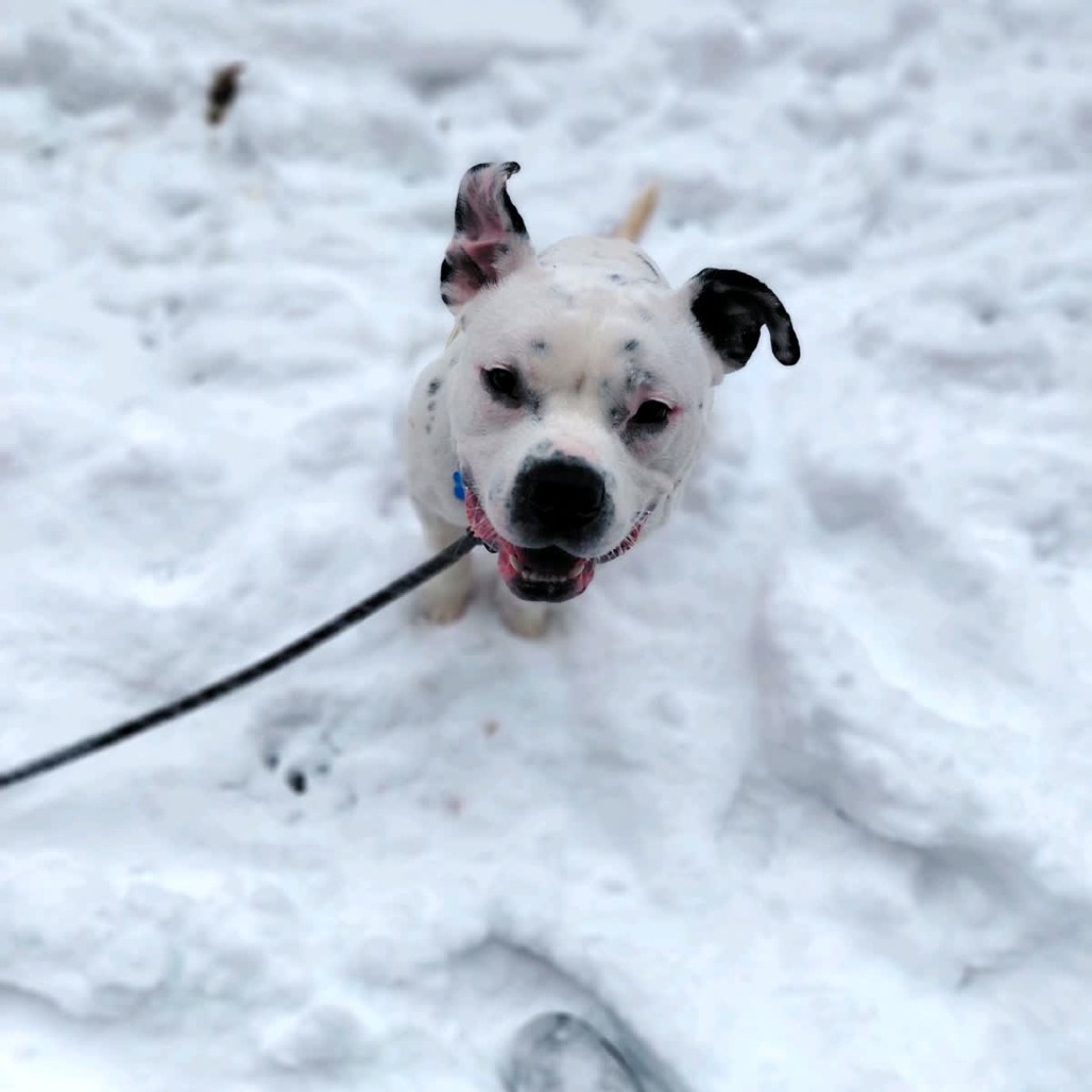 Ice-T is available for adoption at CARE - Center for Animal Rescue ...