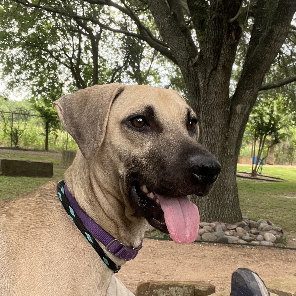 SCRAPPY - Black Mouth Cur / Mix available for adoption