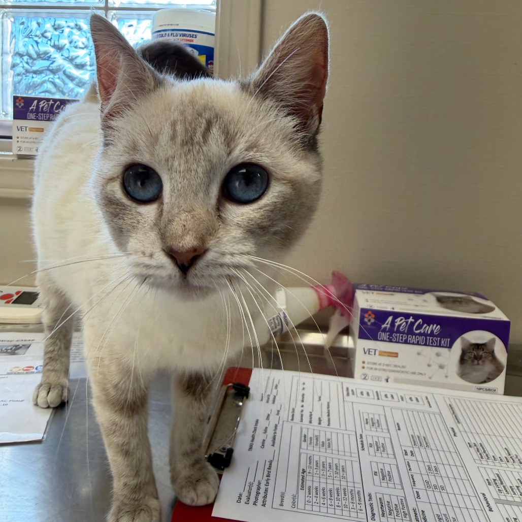  Photo of TUSC-Stray-83705