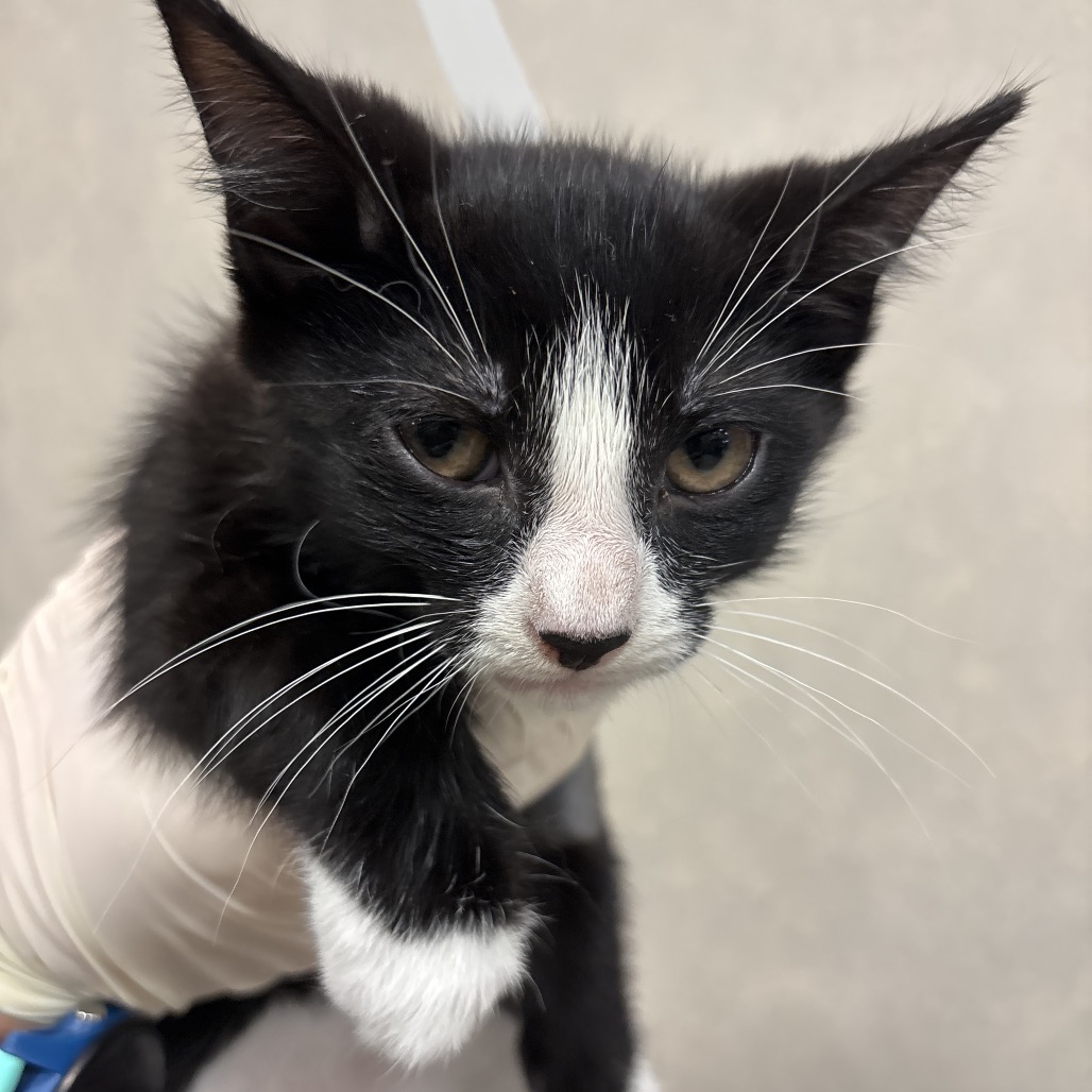 MENDLER - Domestic Shorthair available for adoption