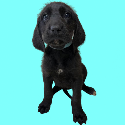 Tusc Stray 83015 2 3 4 5 6 7 8 9