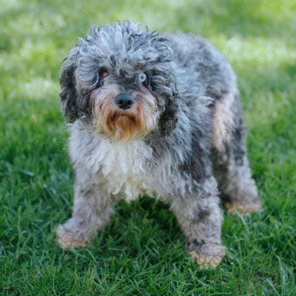 Cockapoo