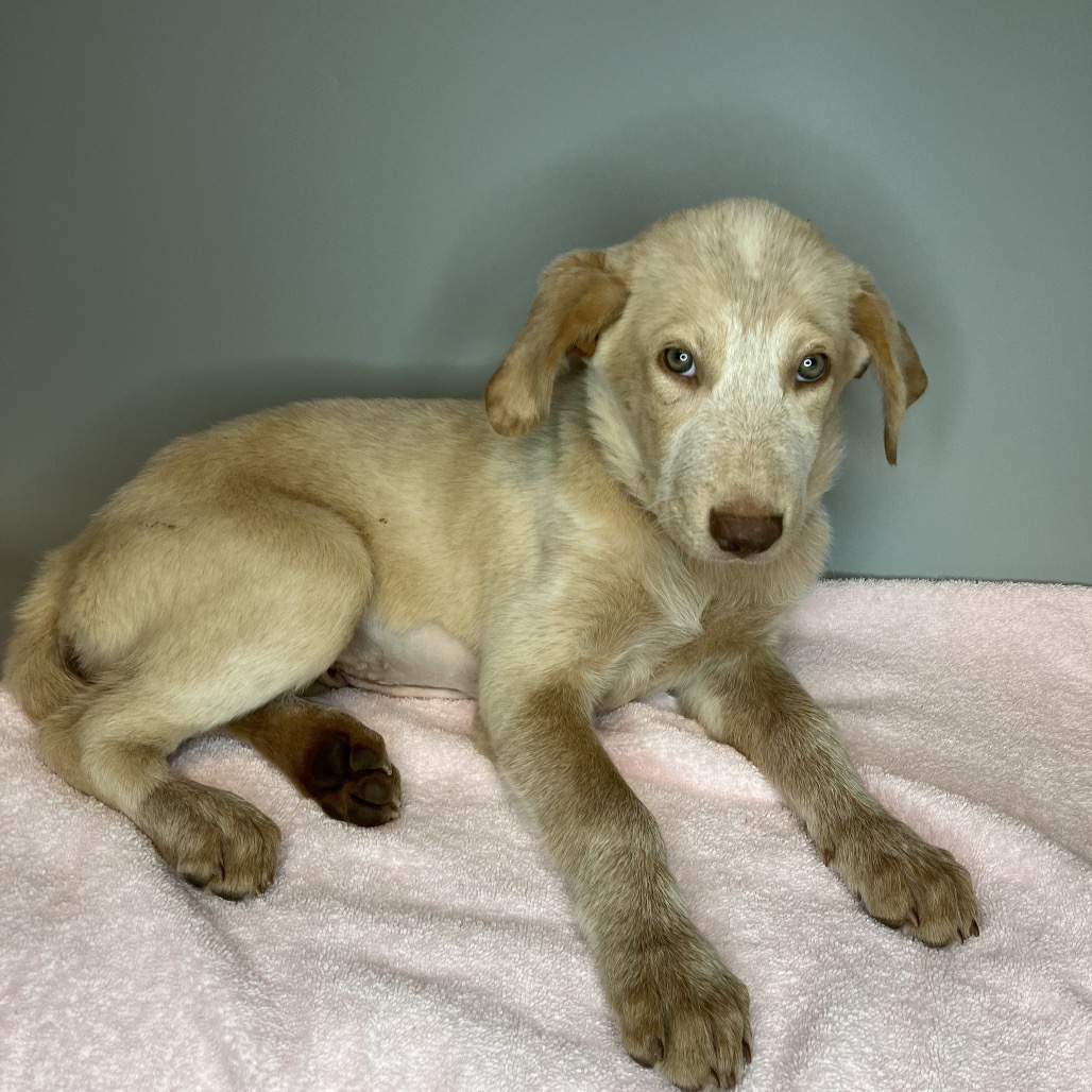 STAR - Retriever / Labrador available for adoption