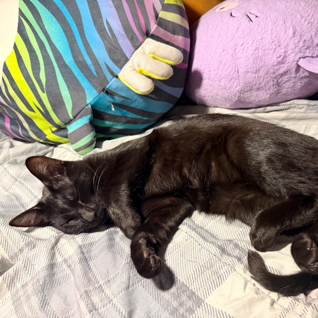 Photo of Umbra