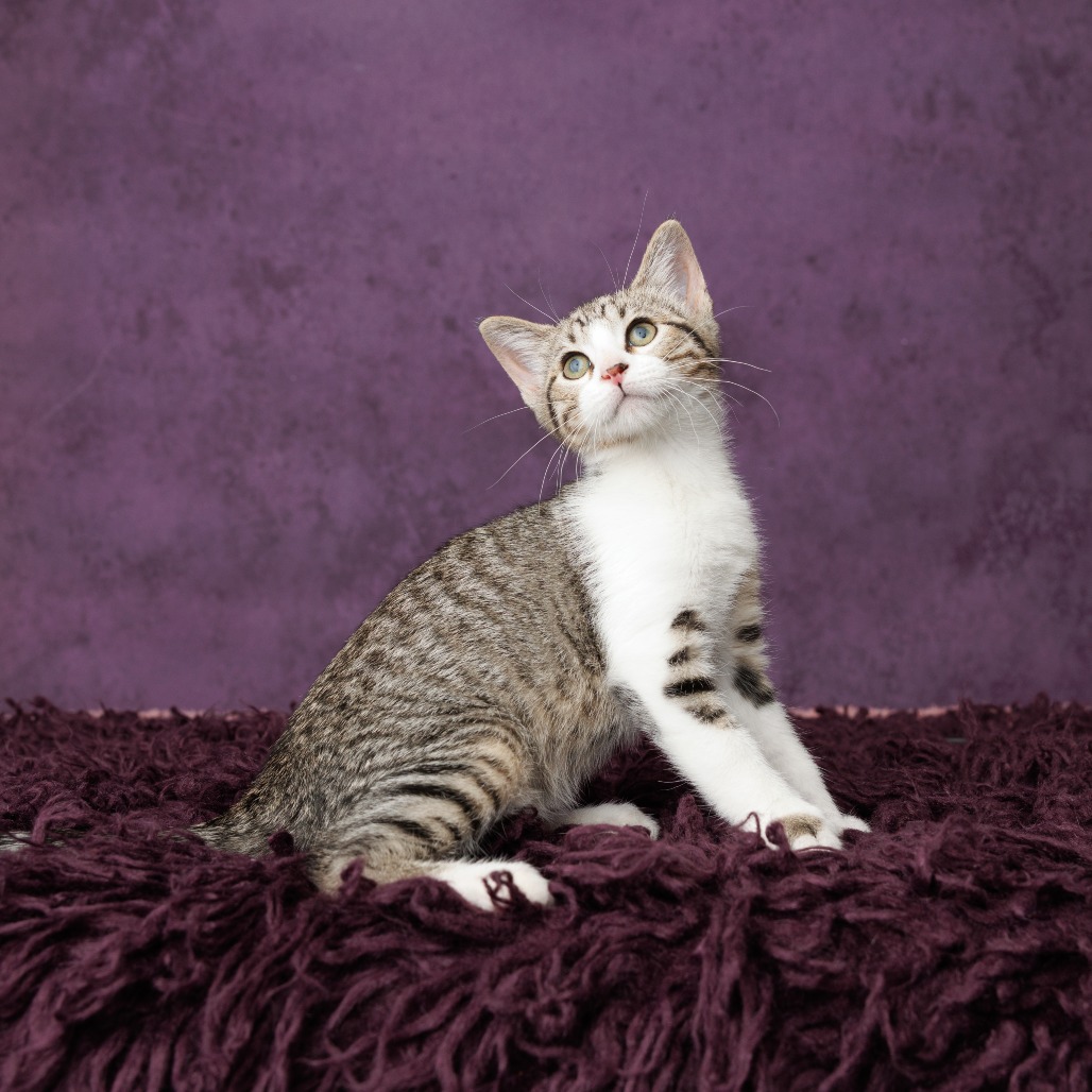 Kovu, photo 6