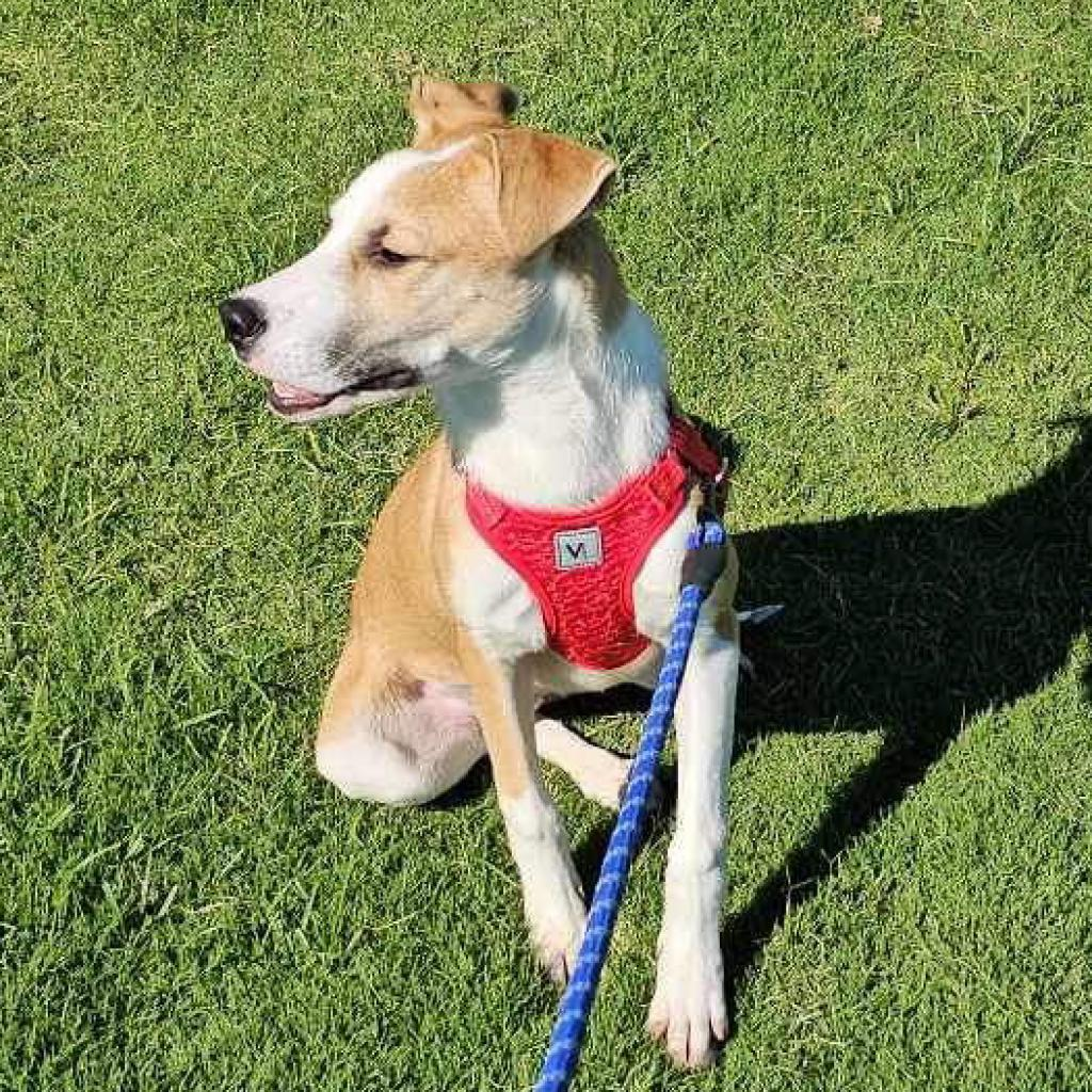 Photo of Daisy