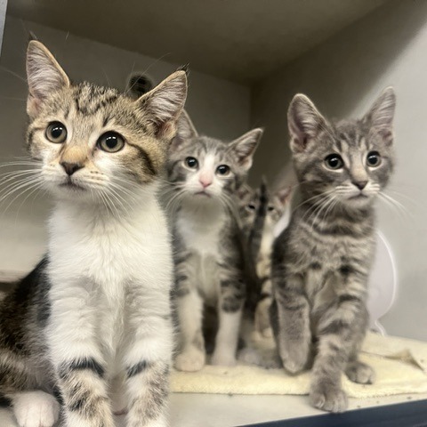 BLUE - Domestic Shorthair available for adoption