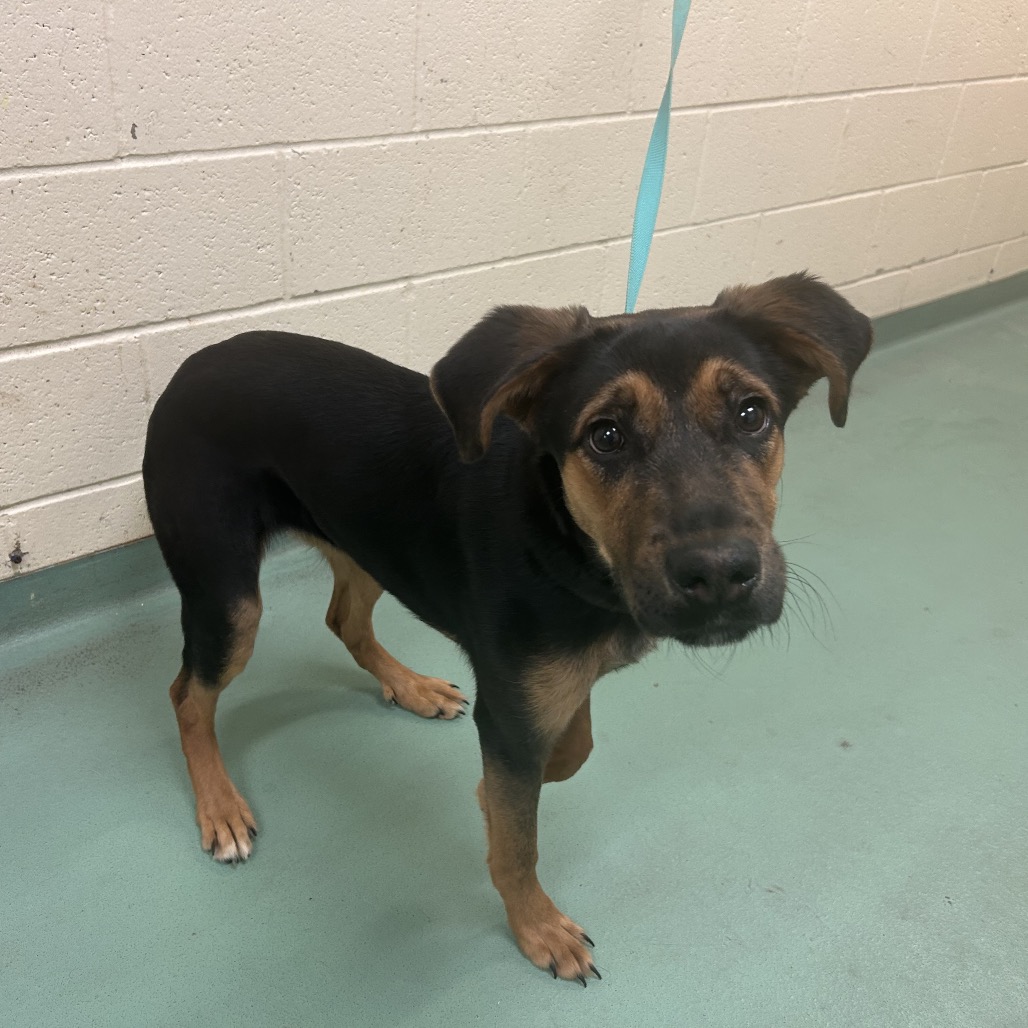 Callie (Formerly Caledonia), photo 10