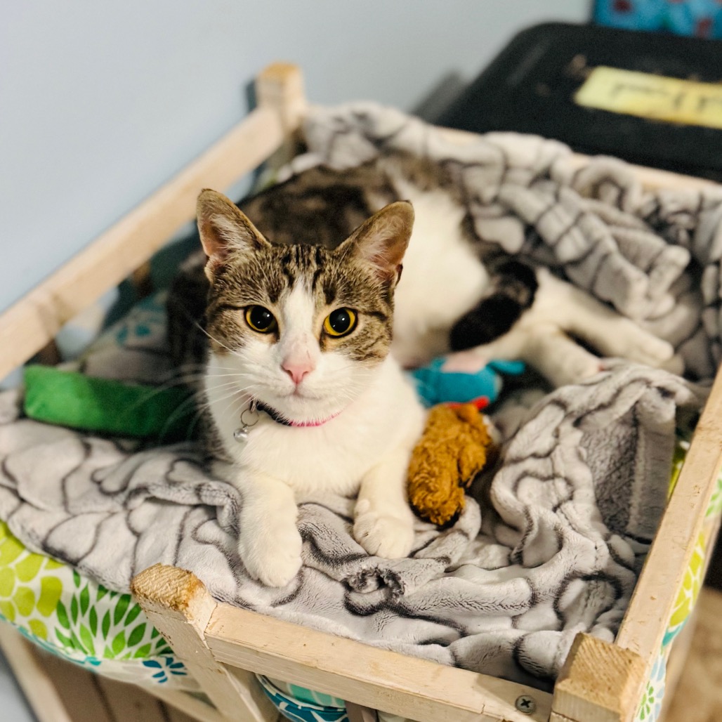 Sunkist — thumbnail 5