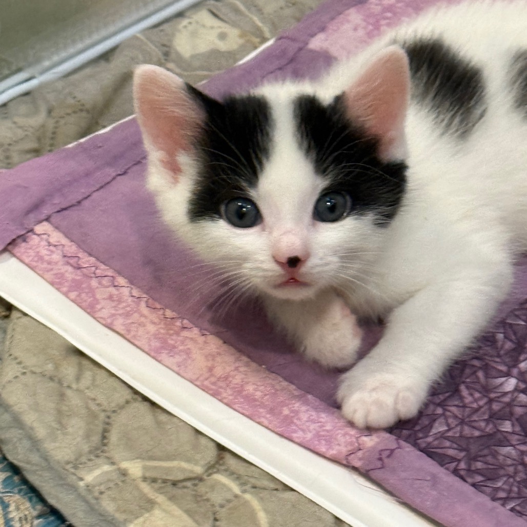 BUTTONS - Domestic Shorthair for adoption in Silver Spring
